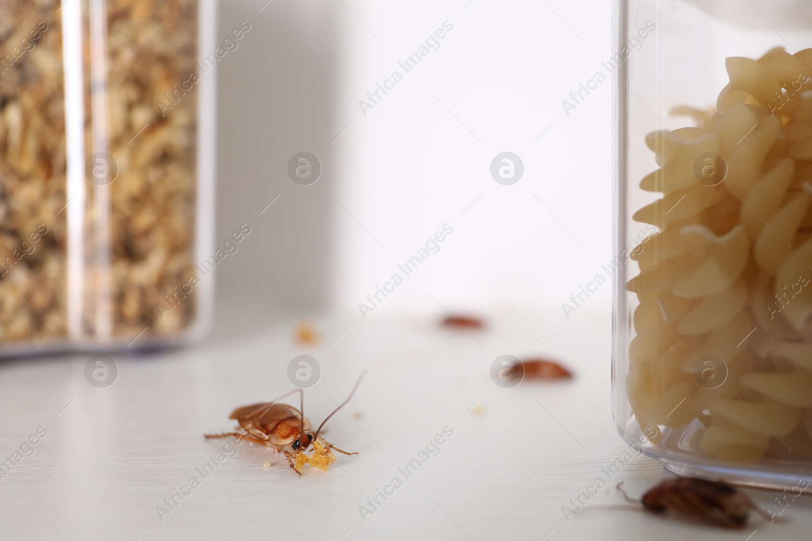 Cockroaches with food crumbs on the table, selective focus Photo of Cockroaches with food crumbs on the table, selective focus