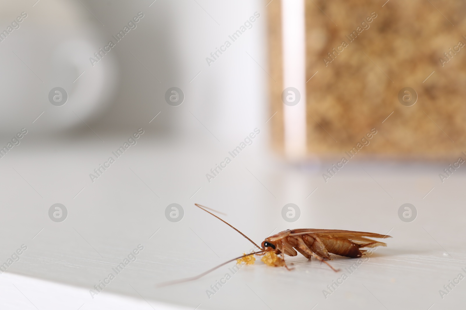 Cockroach with food crumbs on white table, closeup Photo of Cockroach with food crumbs on white table, closeup
