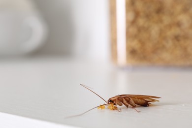 Photo of Cockroach with food crumbs on white table, closeup