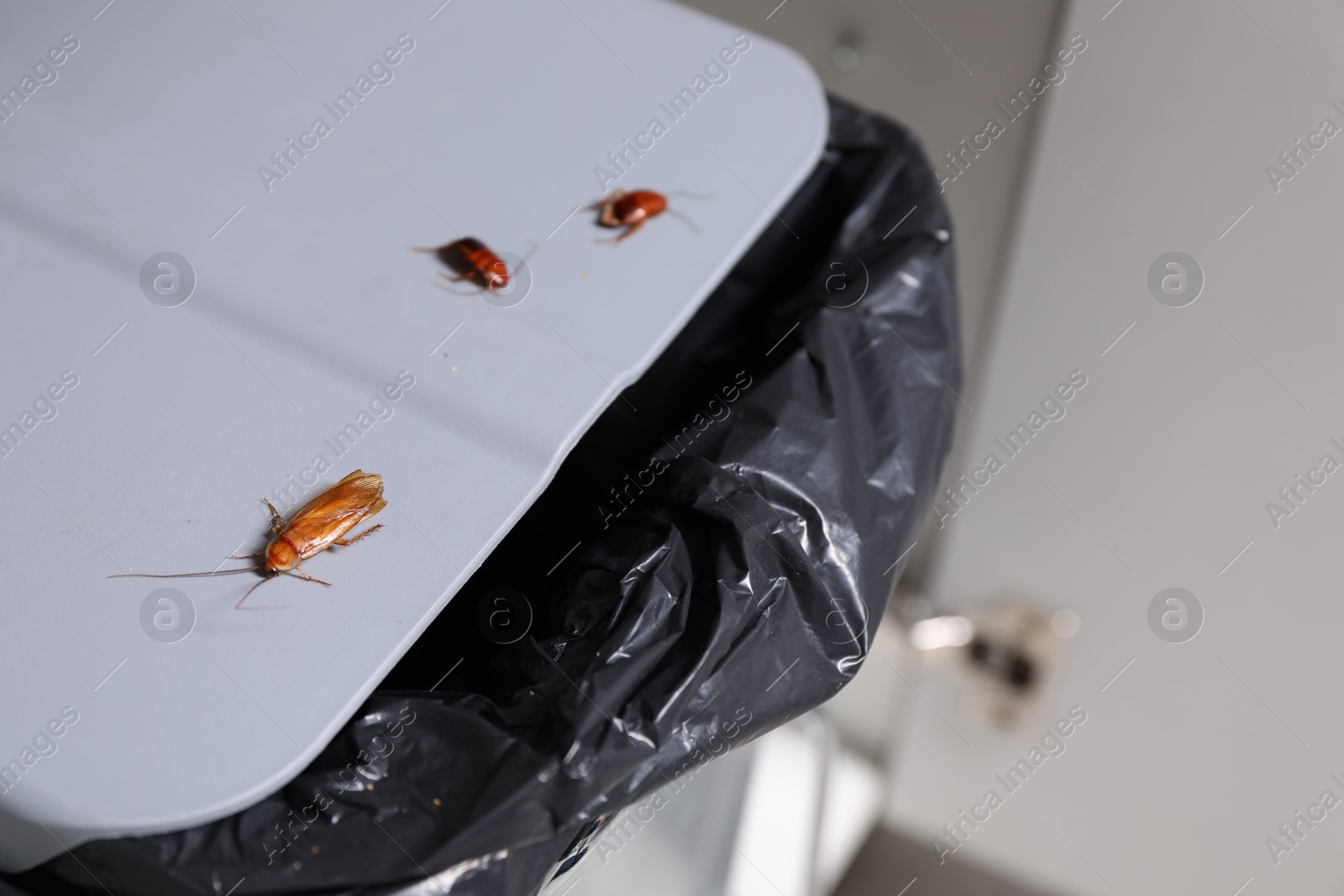Cockroaches crawling on garbage bin indoors, closeup Photo of Cockroaches crawling on garbage bin indoors, closeup