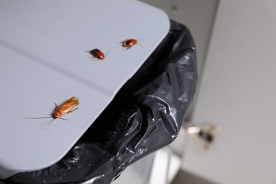 Photo of Cockroaches crawling on garbage bin indoors, closeup
