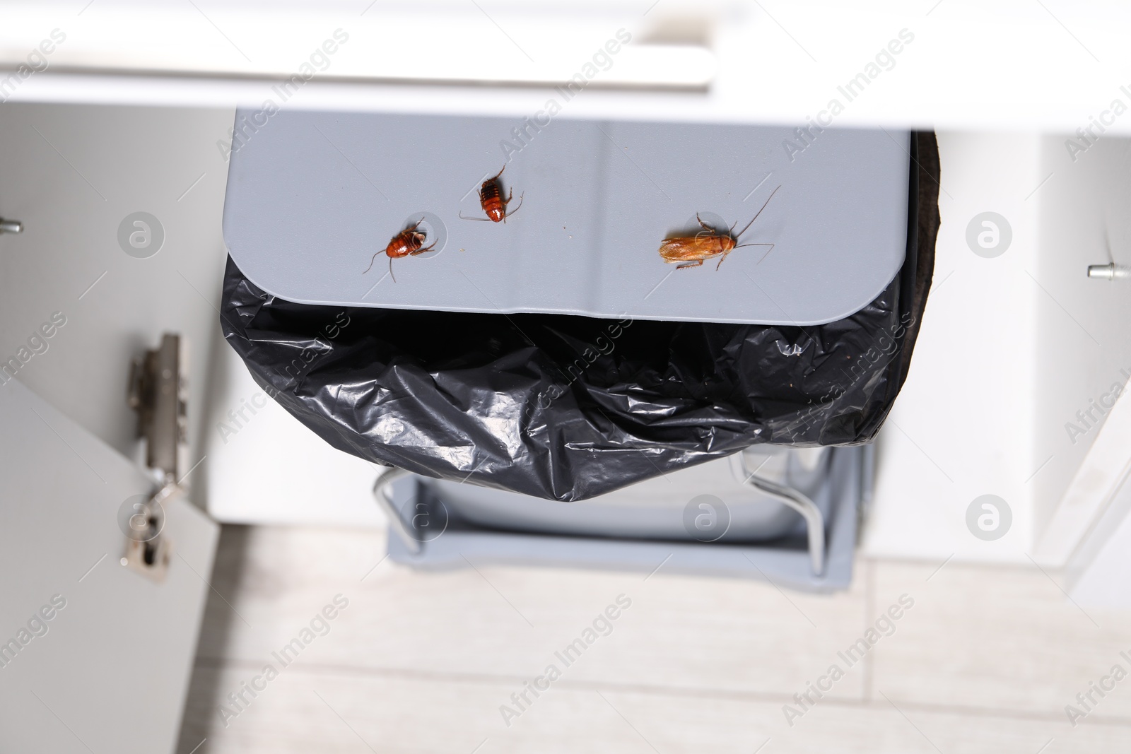 Cockroaches crawling on garbage bin indoors, above view Photo of Cockroaches crawling on garbage bin indoors, above view