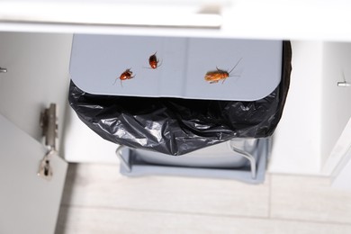 Photo of Cockroaches crawling on garbage bin indoors, above view