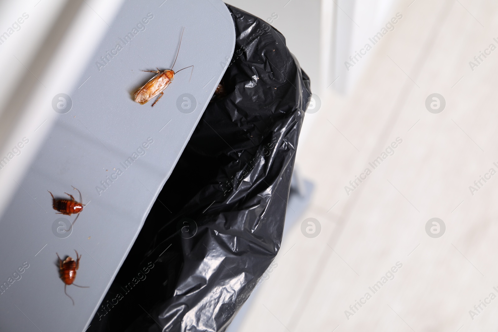 Cockroaches crawling on garbage bin indoors, top view. Space for text Photo of Cockroaches crawling on garbage bin indoors, top view. Space for text