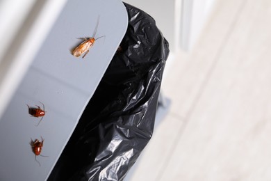 Photo of Cockroaches crawling on garbage bin indoors, top view. Space for text