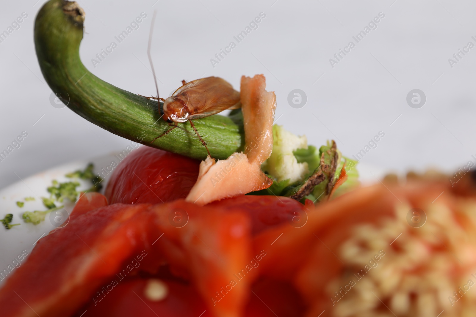 Cockroach crawling on food leftovers on table, closeup Photo of Cockroach crawling on food leftovers on table, closeup