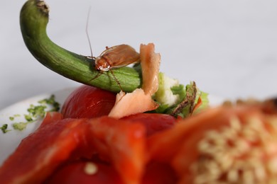 Photo of Cockroach crawling on food leftovers on table, closeup