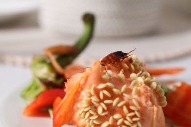 Photo of Cockroach crawling on food leftovers on table, closeup