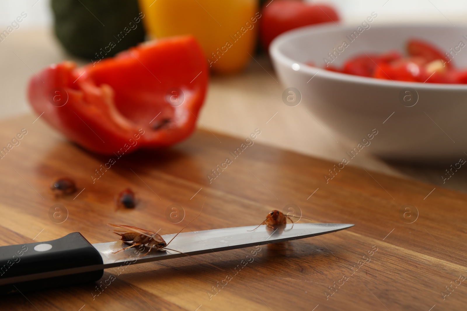 Cockroaches, knife and cut pepper on table, closeup Photo of Cockroaches, knife and cut pepper on table, closeup