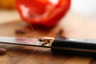 Photo of Cockroach and knife on wooden table, closeup