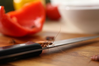 Photo of Cockroach and knife on wooden table, closeup