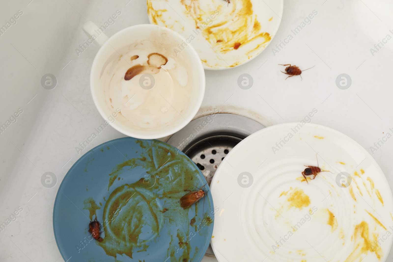 Cockroaches crawling on dirty dishes in kitchen sink, top view Photo of Cockroaches crawling on dirty dishes in kitchen sink, top view