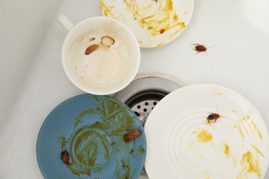 Photo of Cockroaches crawling on dirty dishes in kitchen sink, top view