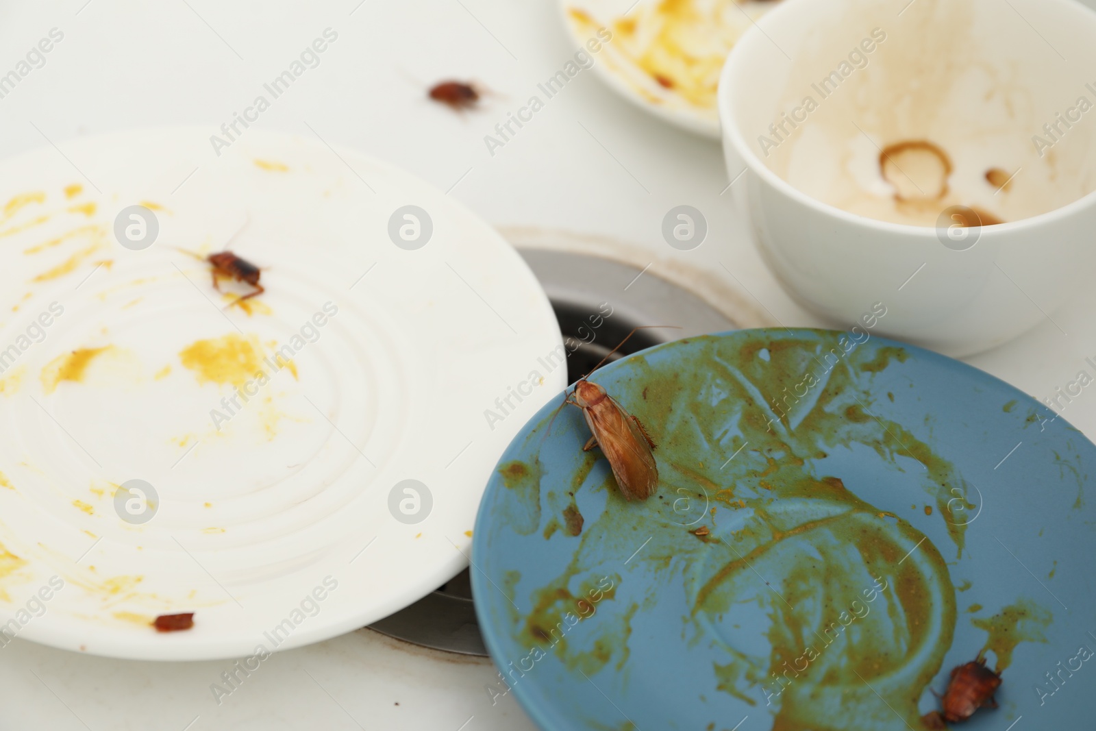 Cockroaches crawling on dirty dishes in kitchen sink, closeup Photo of Cockroaches crawling on dirty dishes in kitchen sink, closeup
