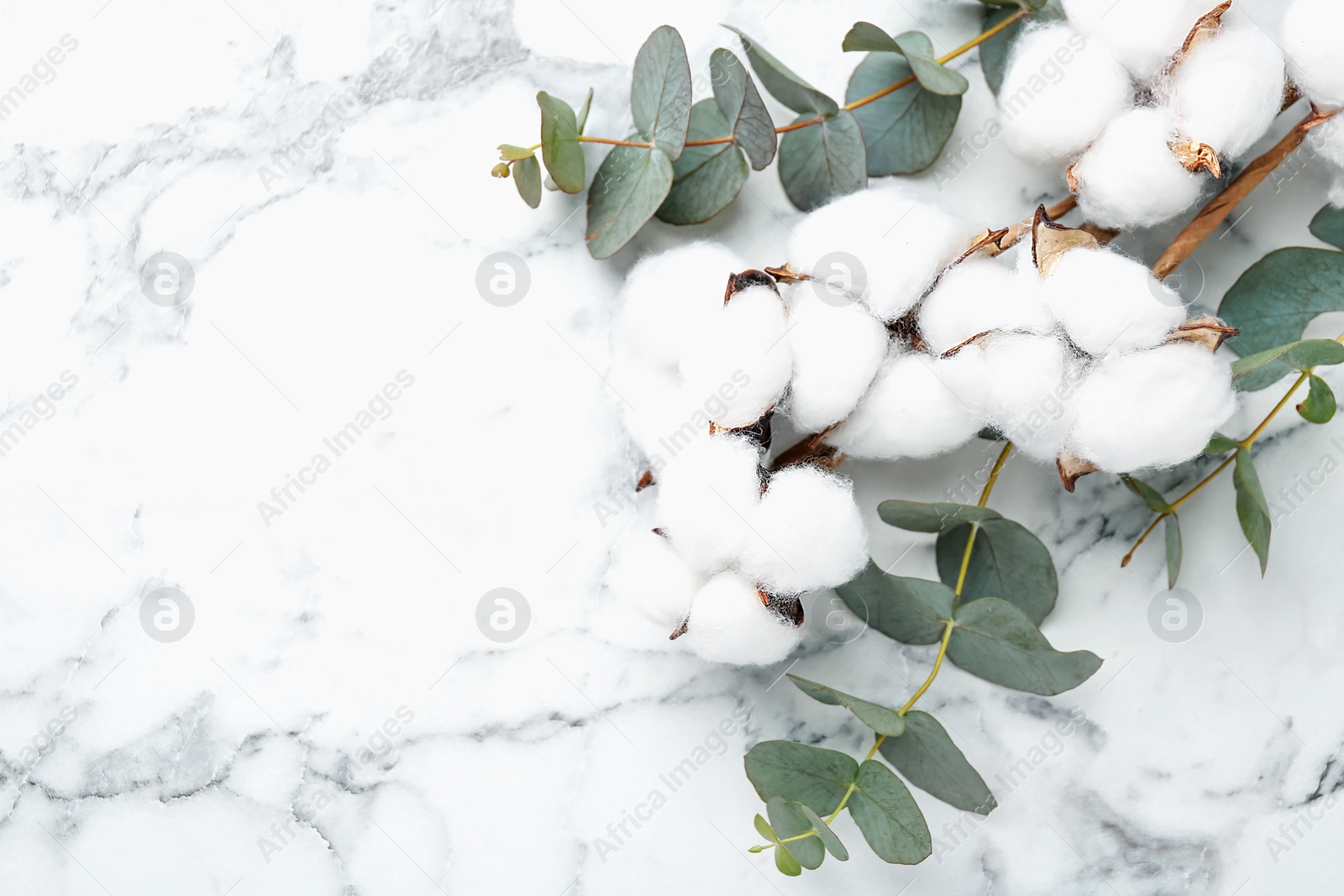 Eucalyptus branches and cotton flowers on white marble table, above view. Space for text Photo of Eucalyptus branches and cotton flowers on white marble table, above view. Space for text