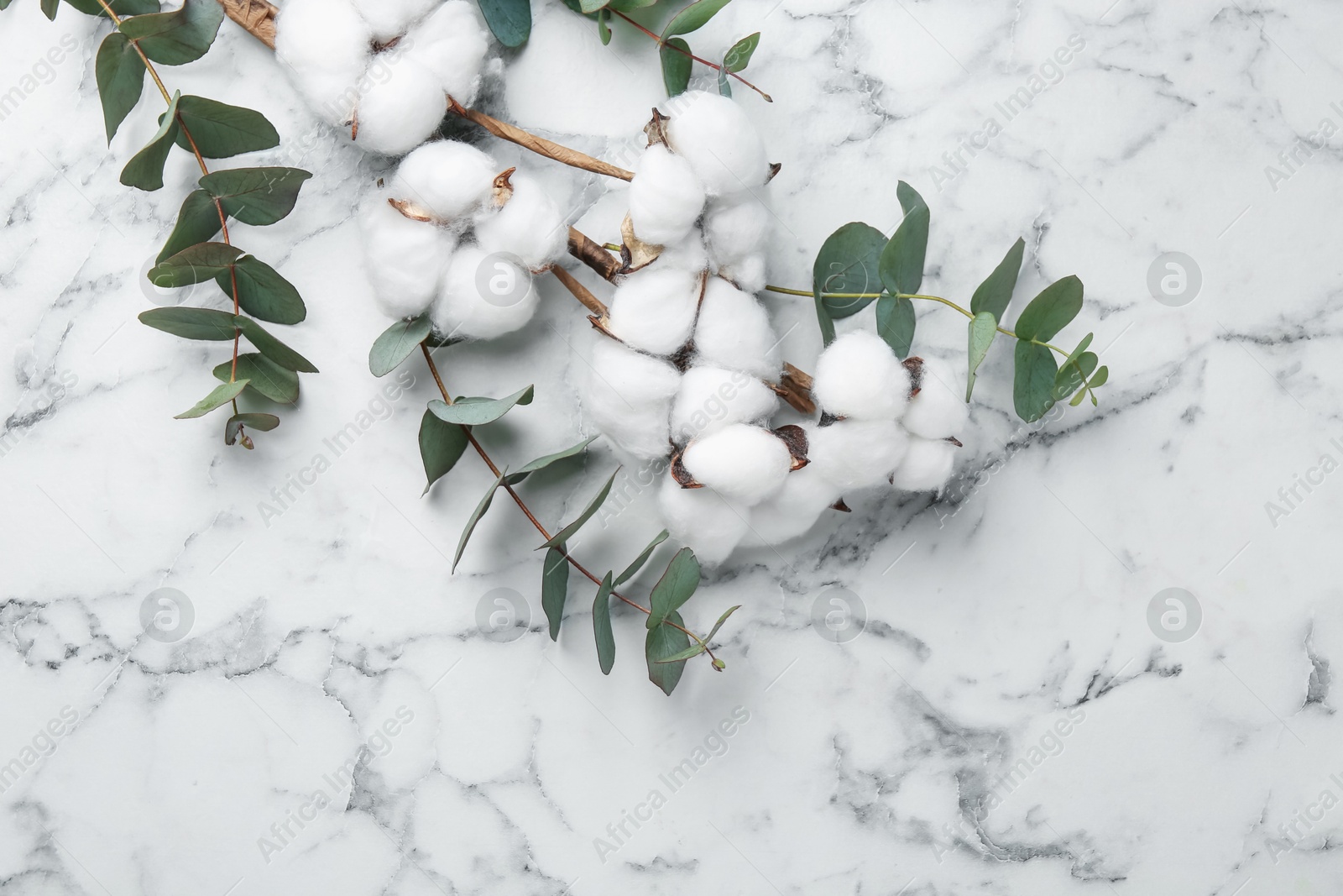 Eucalyptus branches and cotton flowers on white marble table, flat lay Photo of Eucalyptus branches and cotton flowers on white marble table, flat lay