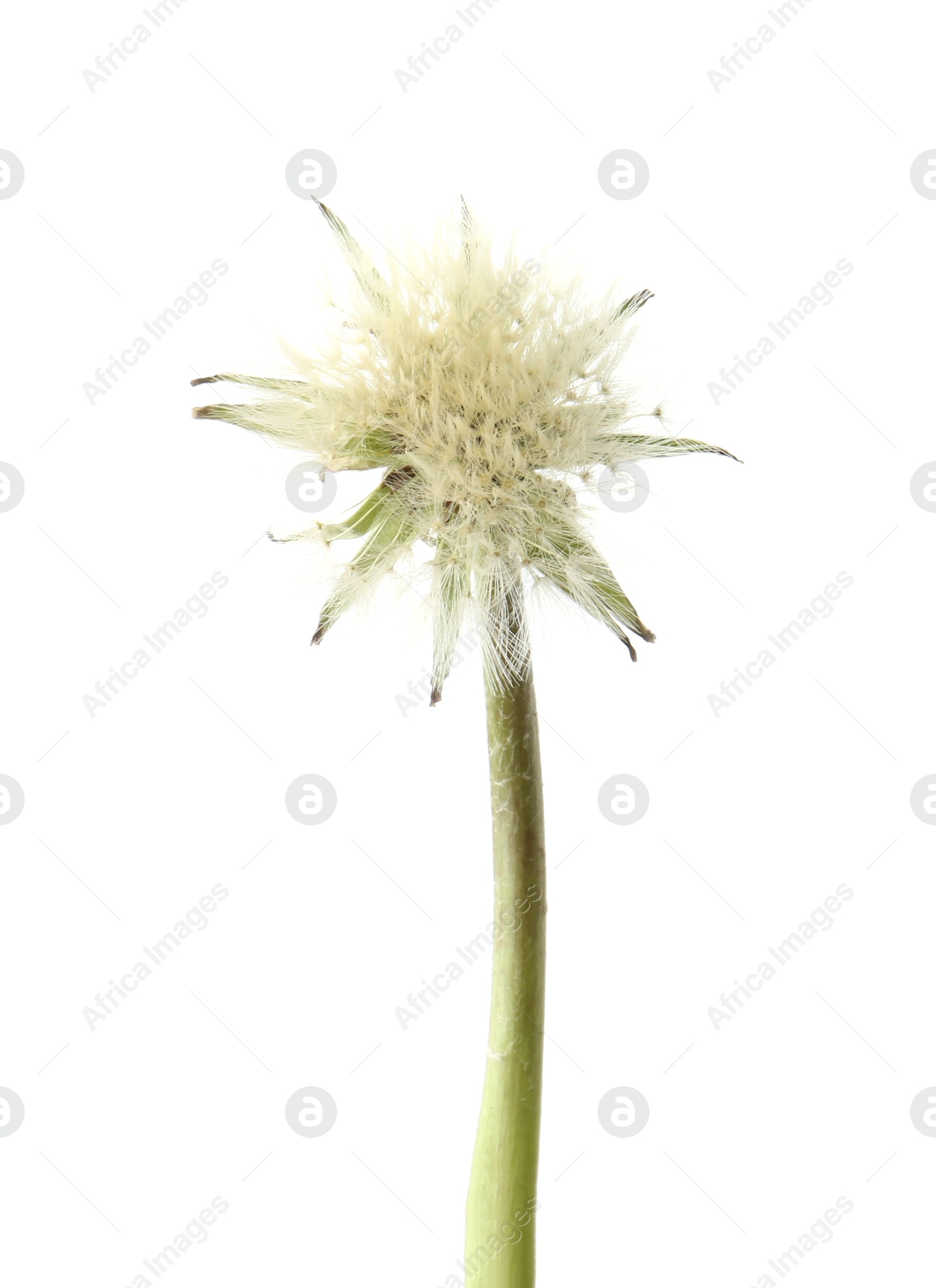 One beautiful dandelion flower isolated on white Photo of One beautiful dandelion flower isolated on white