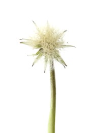 Photo of One beautiful dandelion flower isolated on white