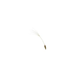 Photo of One beautiful dandelion seed isolated on white