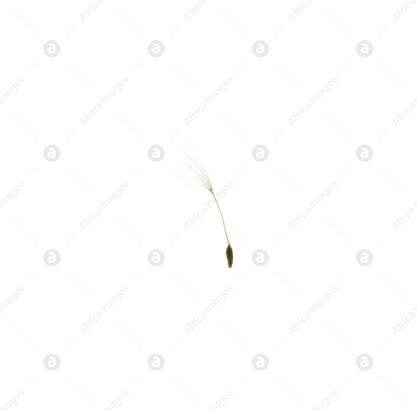One beautiful dandelion seed isolated on white Photo of One beautiful dandelion seed isolated on white