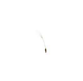 Photo of One beautiful dandelion seed isolated on white
