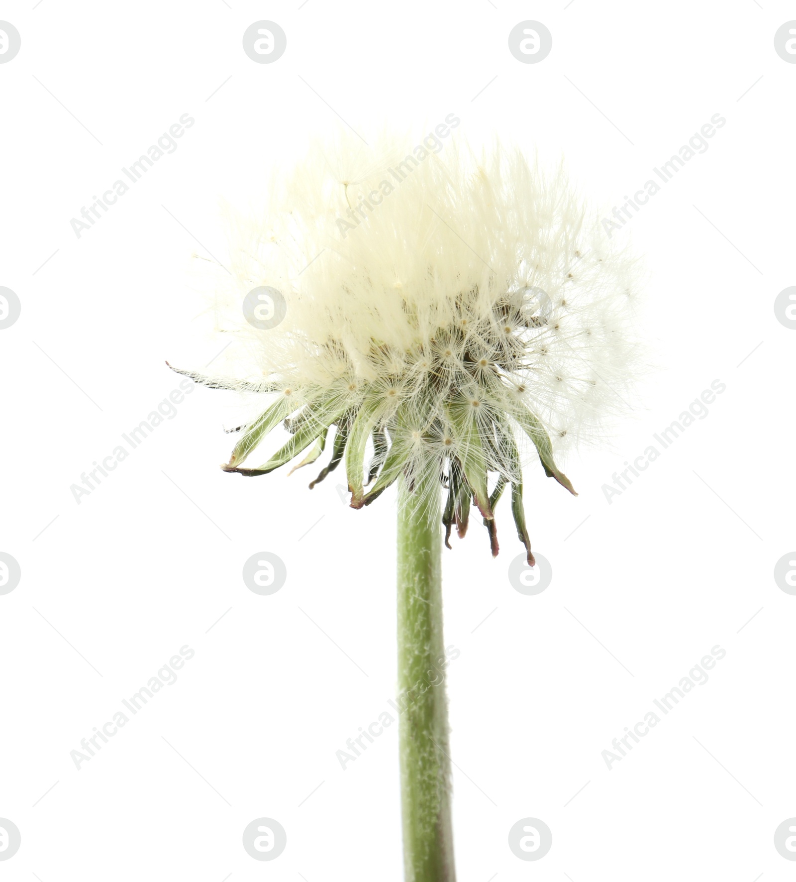 One beautiful dandelion flower isolated on white Photo of One beautiful dandelion flower isolated on white