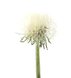 Photo of One beautiful dandelion flower isolated on white