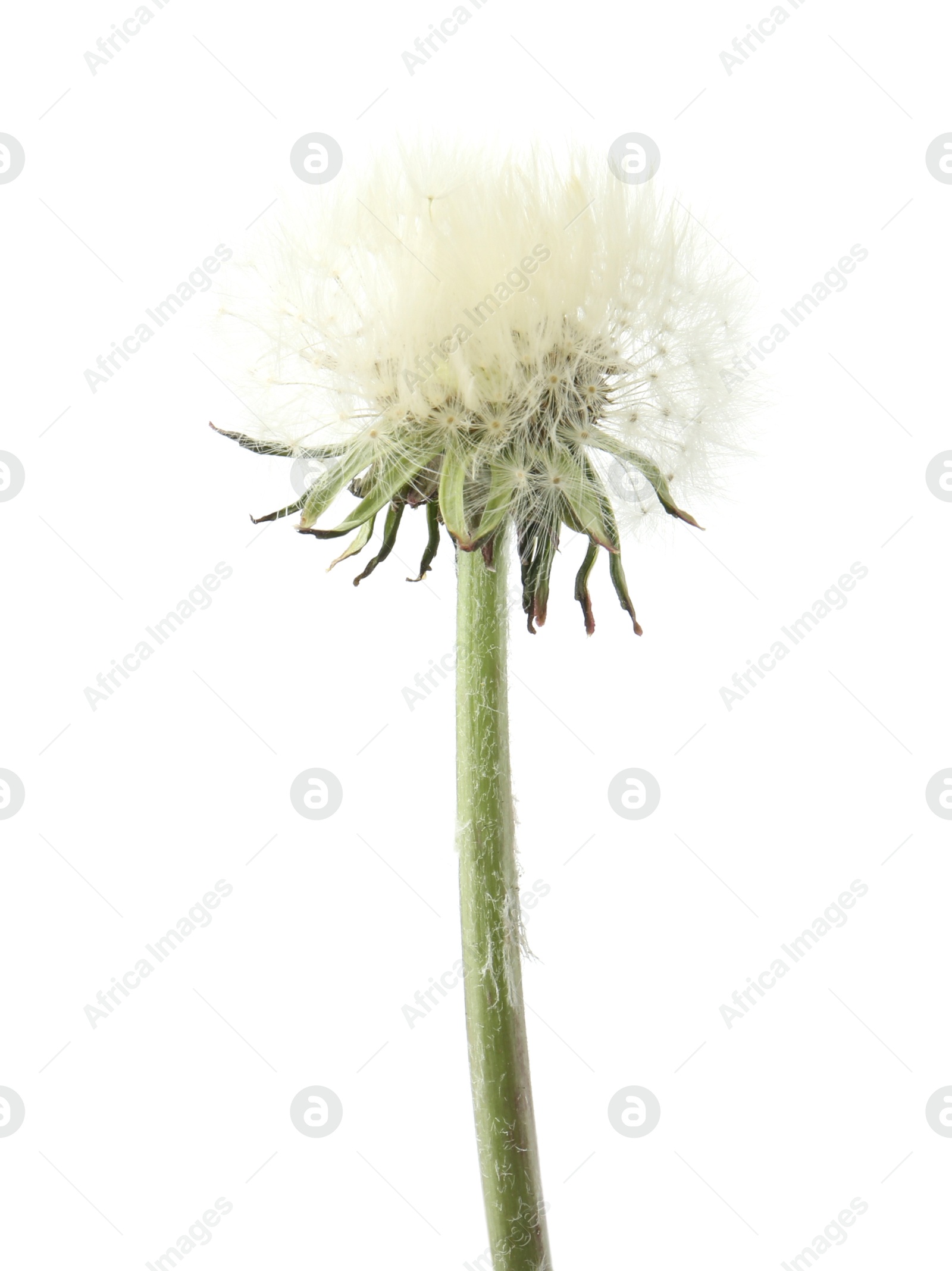 One beautiful dandelion flower isolated on white Photo of One beautiful dandelion flower isolated on white