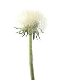 Photo of One beautiful dandelion flower isolated on white