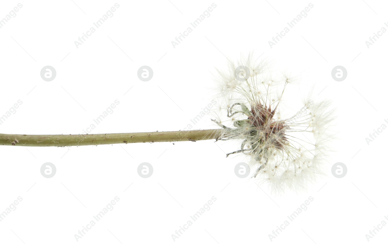 One beautiful dandelion flower isolated on white Photo of One beautiful dandelion flower isolated on white