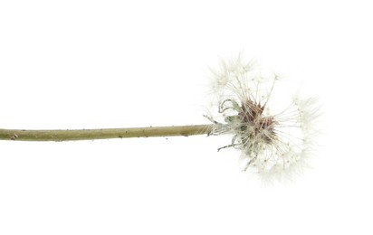 Photo of One beautiful dandelion flower isolated on white