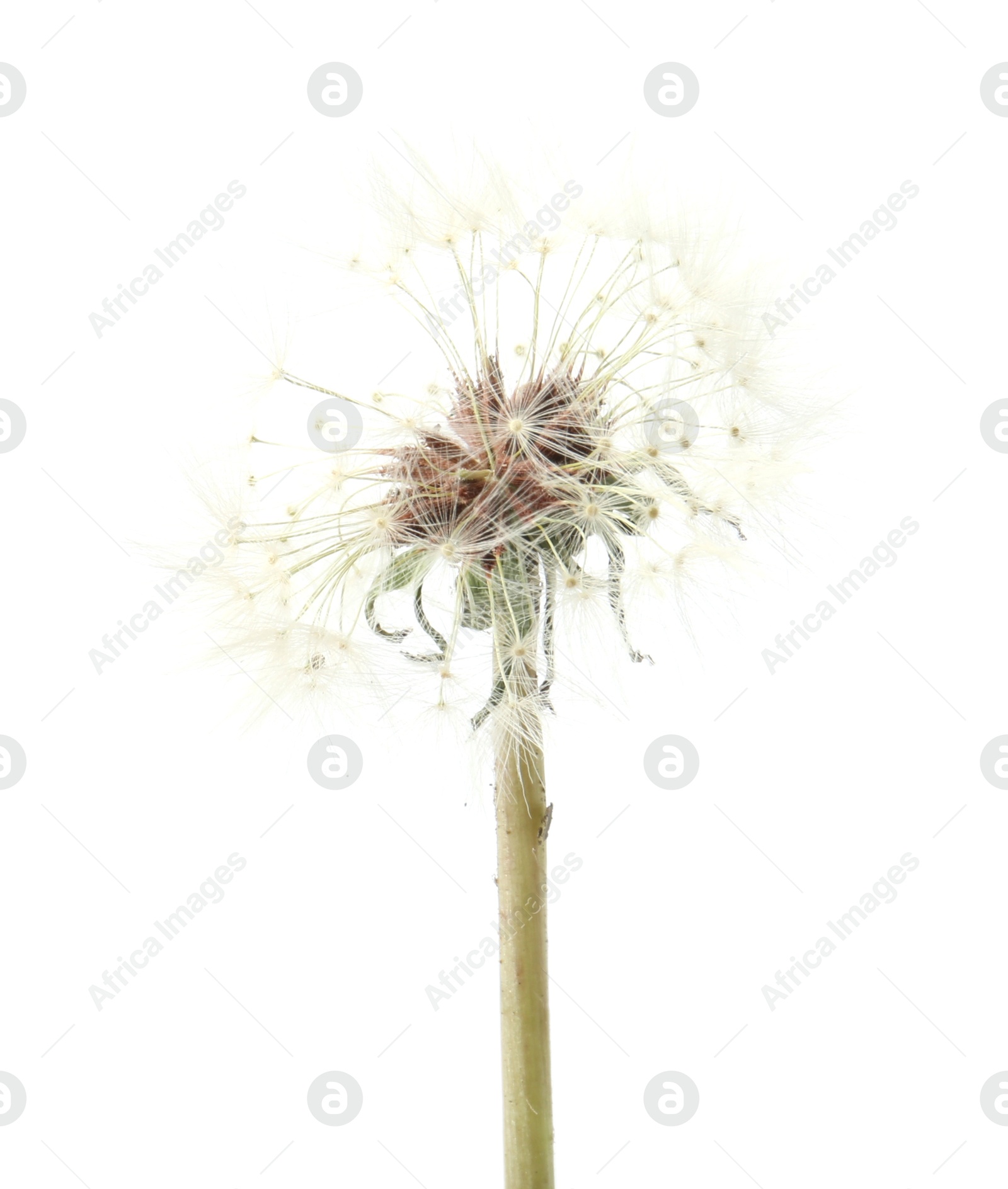 One beautiful dandelion flower isolated on white Photo of One beautiful dandelion flower isolated on white