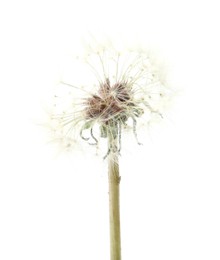 Photo of One beautiful dandelion flower isolated on white