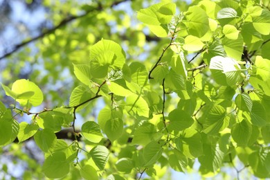 Photo of Tree branches with green leaves outdoors, closeup