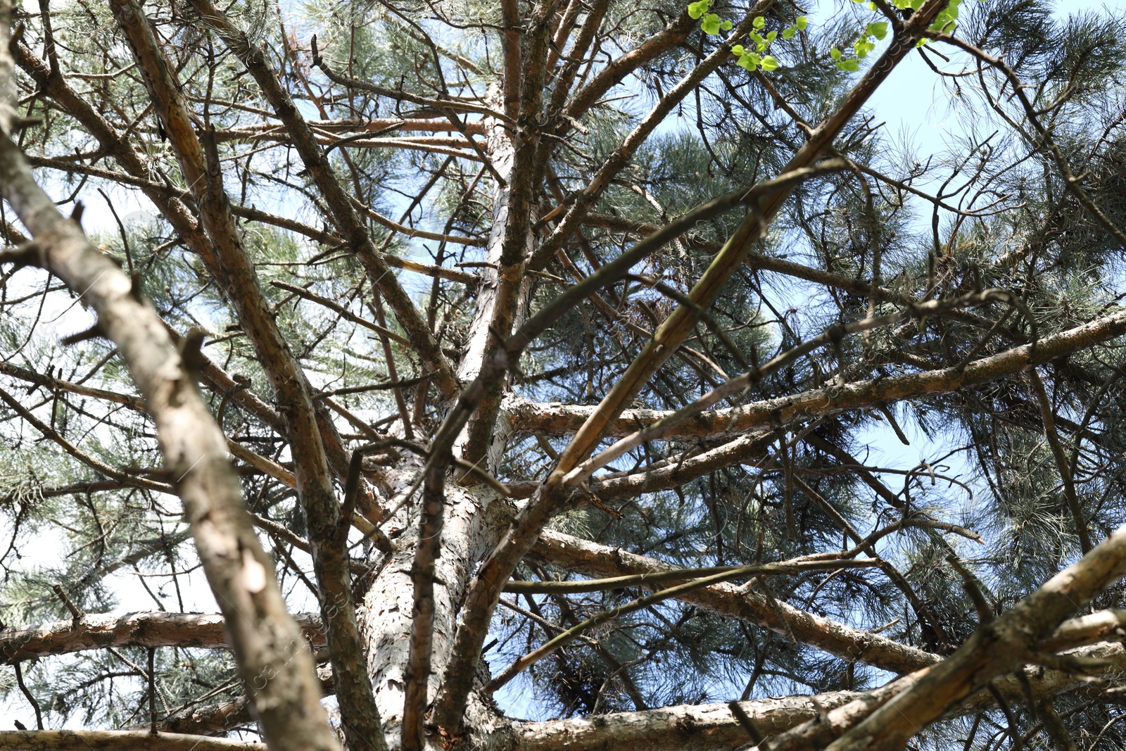 Tree crown with branches outdoors, low angle view Photo of Tree crown with branches outdoors, low angle view