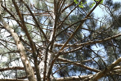 Photo of Tree crown with branches outdoors, low angle view