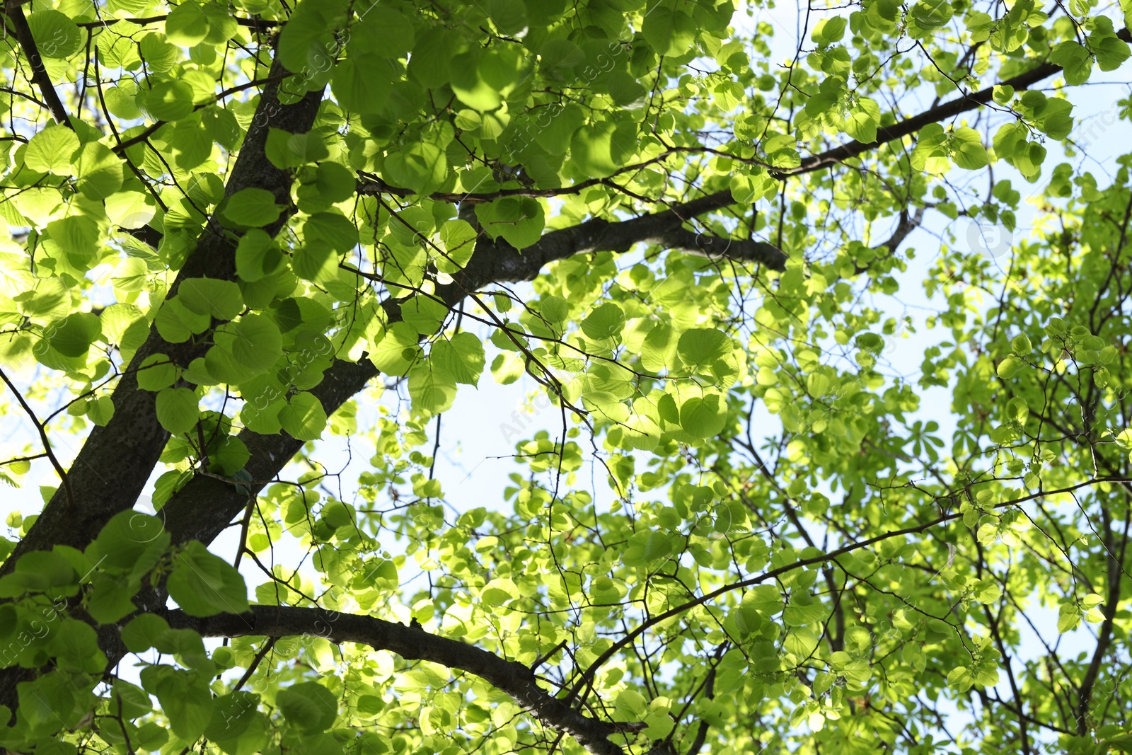 Tree branches with green leaves outdoors, low angle view Photo of Tree branches with green leaves outdoors, low angle view