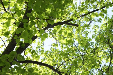 Photo of Tree branches with green leaves outdoors, low angle view