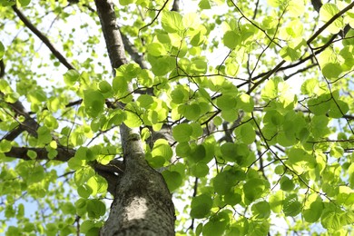 Photo of Tree crown with branches and green leaves outdoors, bottom view
