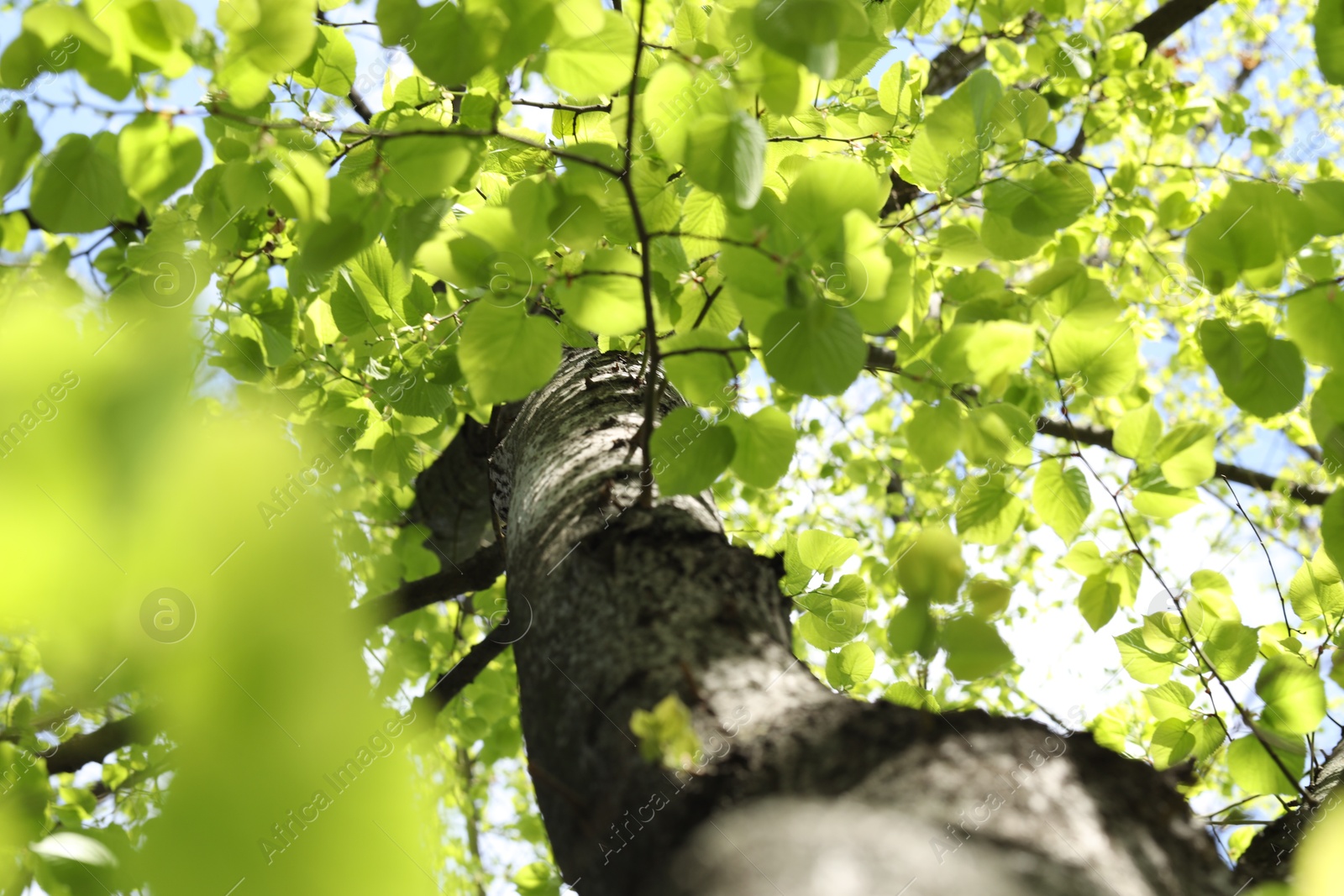Tree crown, branches and green leaves outdoors, bottom view Photo of Tree crown, branches and green leaves outdoors, bottom view