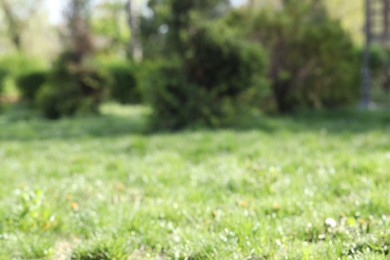 Photo of Green grass growing outdoors on spring day, blurred view