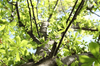 Photo of Tree branches with green leaves outdoors, low angle view