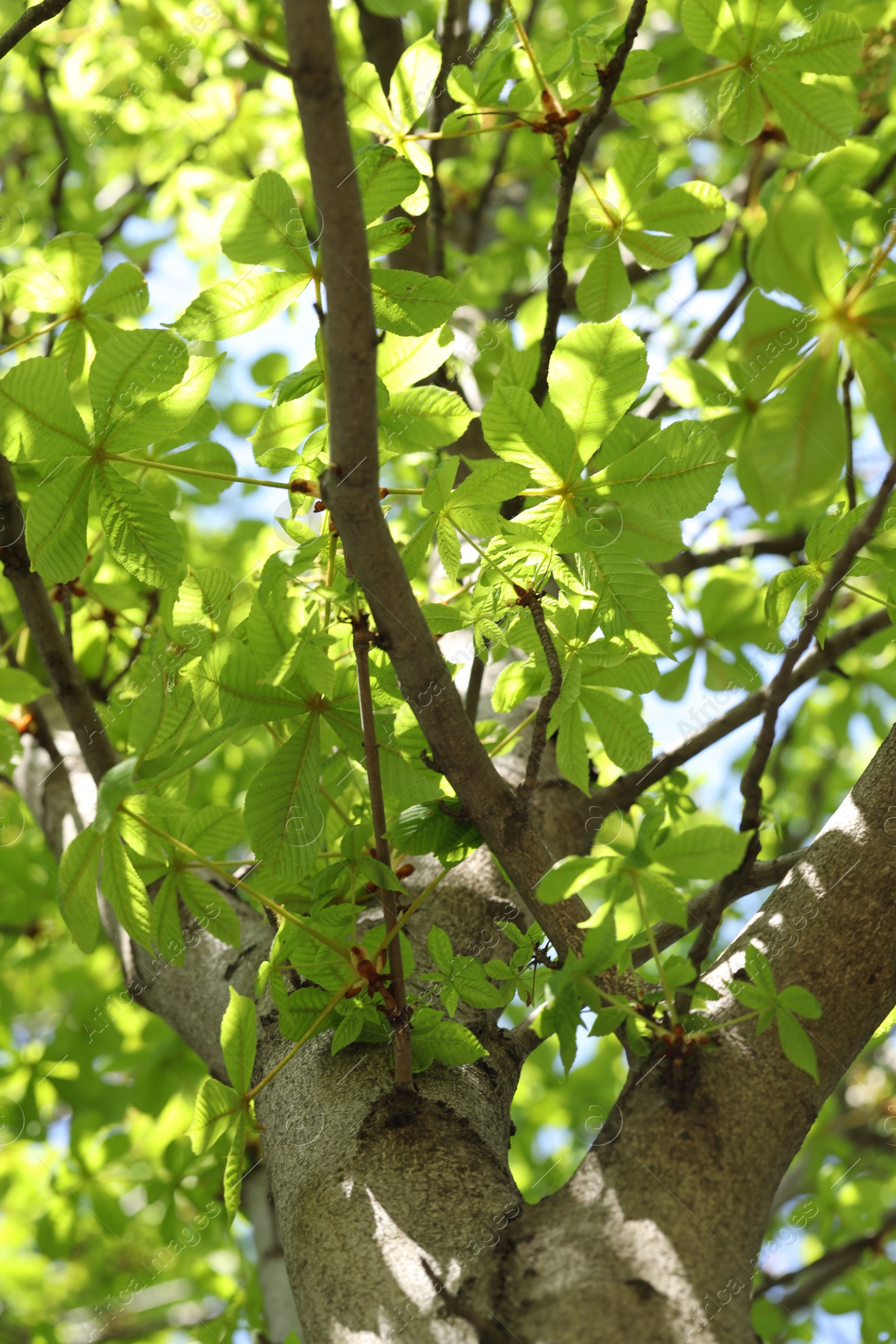 Tree crown, branches and green leaves outdoors, low angle view Photo of Tree crown, branches and green leaves outdoors, low angle view
