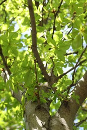 Photo of Tree crown, branches and green leaves outdoors, low angle view