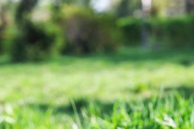 Photo of Green grass growing outdoors on spring day, blurred view