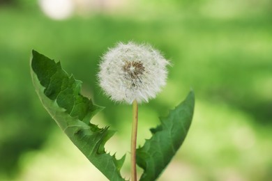 Photo of One beautiful dandelion flower with leaves on blurred green background, closeup