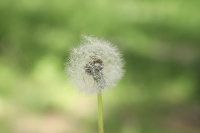 Photo of One beautiful dandelion flower on blurred green background, closeup