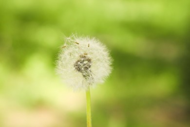 Photo of One beautiful dandelion flower on blurred green background, closeup