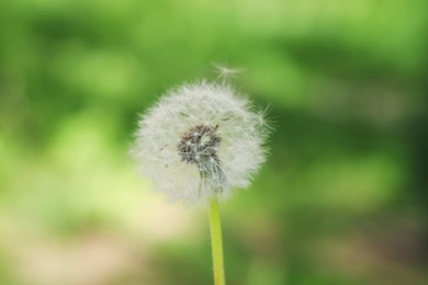 Photo of One beautiful dandelion flower on blurred green background, closeup