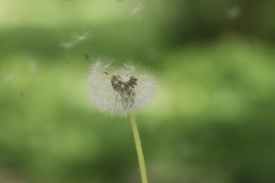 Photo of Blowing at beautiful dandelion flower on blurred green background, closeup